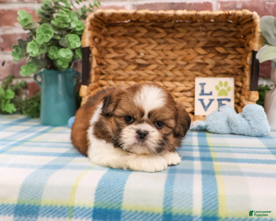 Shih Tzu dogs for sale: Fox  - Ad 2