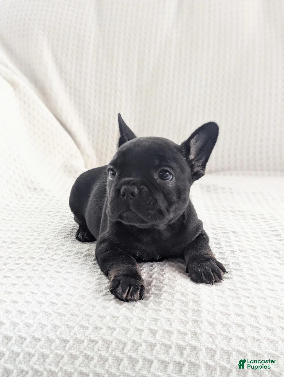 French Bulldog dogs for sale: Ash - Ad 1