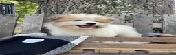 Mixed Breed dogs for sale: Livia - Ad 3
