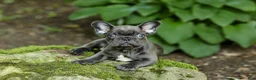 French Bulldog dogs for sale: Easton - Ad 12