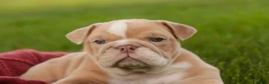 Octavia English Bulldog Puppy 