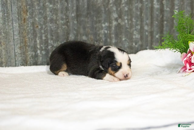 Miniature Australian Shepherd dogs Ladon Miniature Australian Shepherd Puppy  - Ad 2