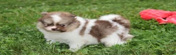 Pomeranian dogs for sale: Bentley  - Ad 6
