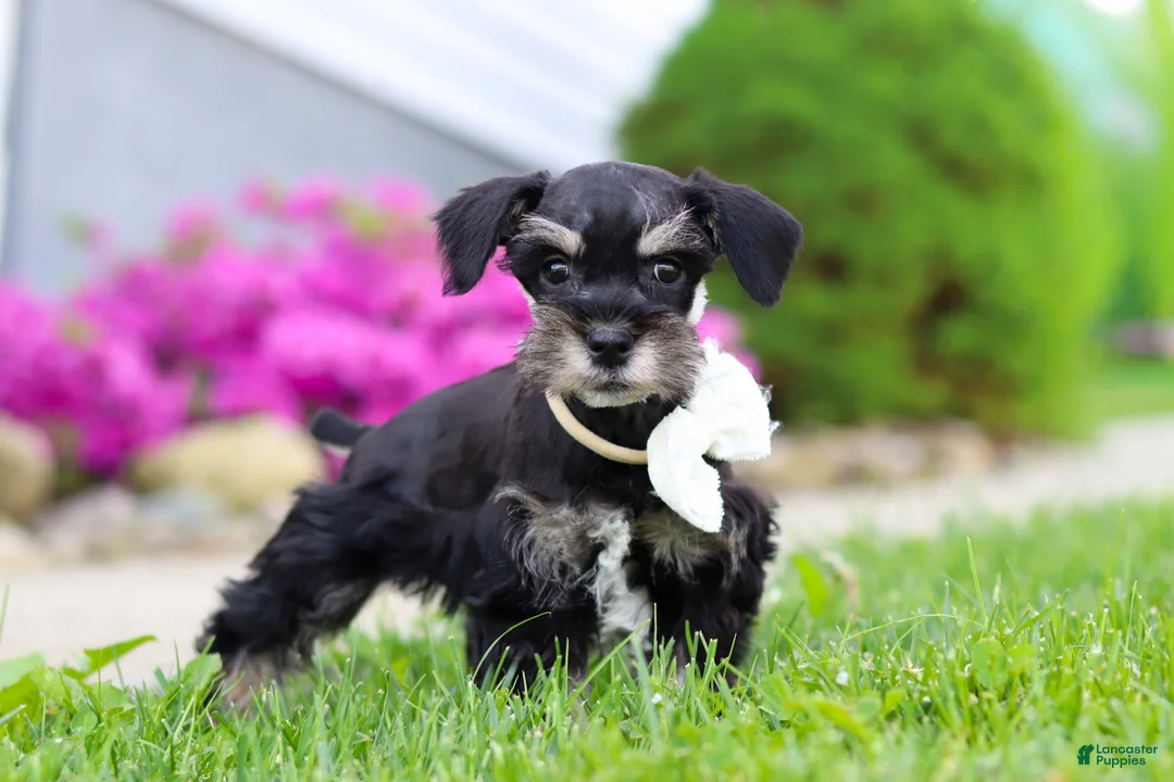 Miniature Schnauzer dogs for sale: Oliver - Ad 6