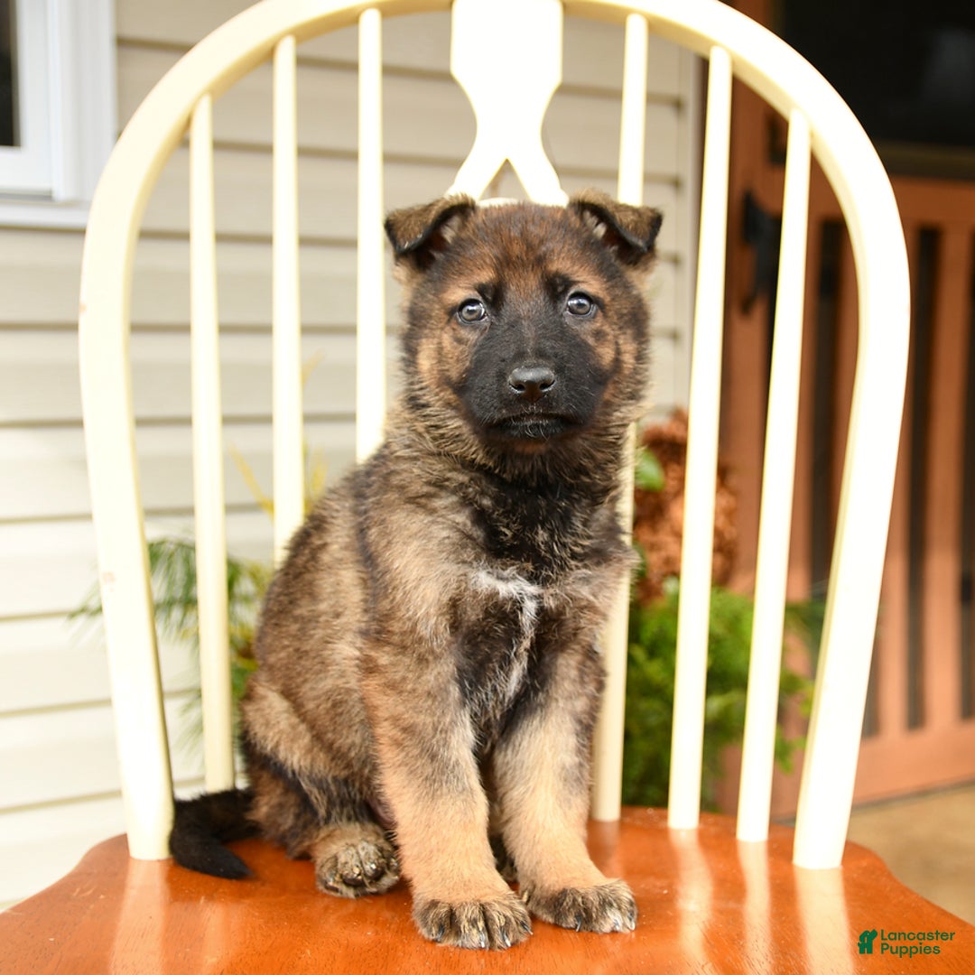 German Shepherd dogs for sale: Starlight - Ad 2