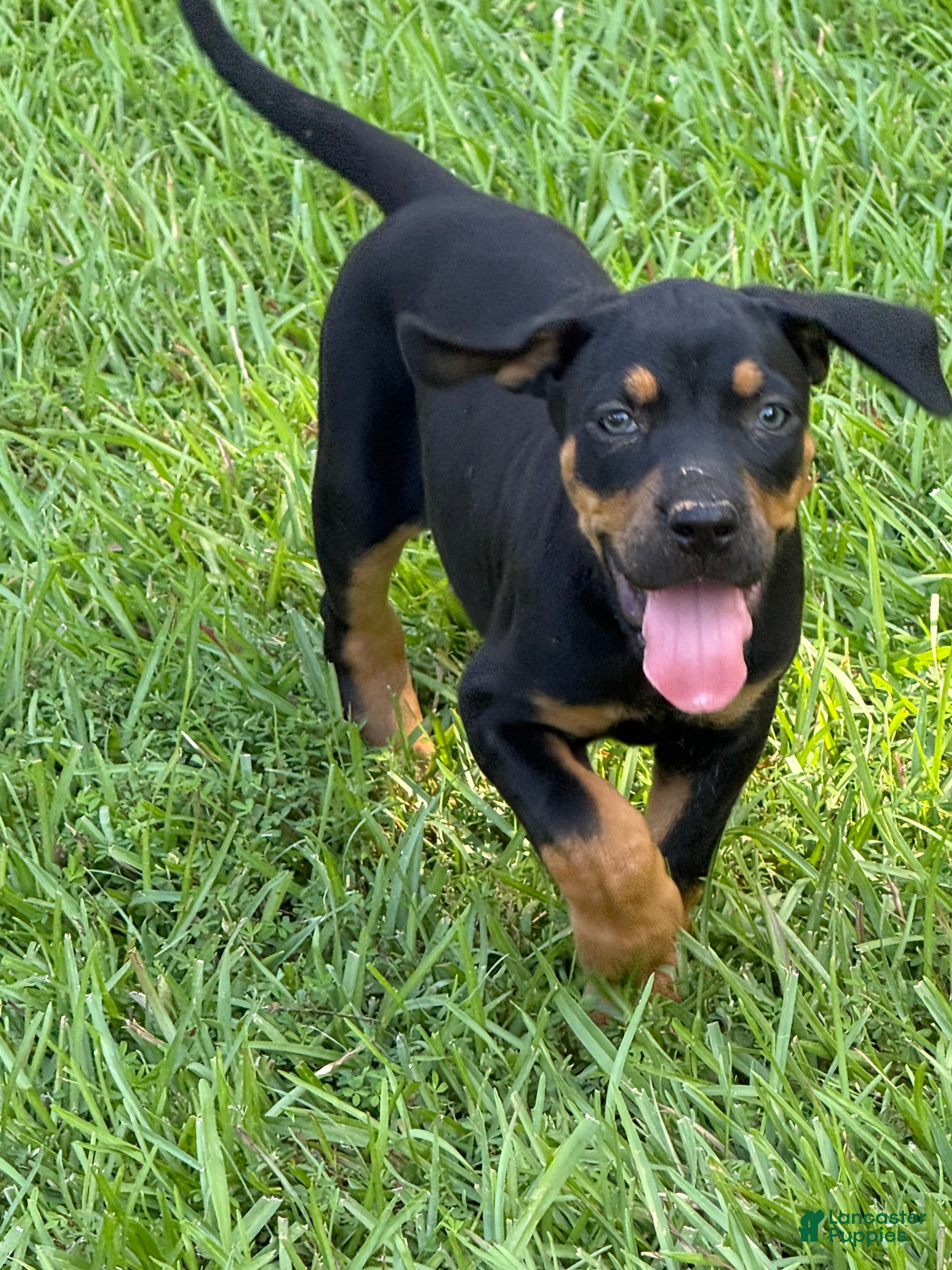 Catahoula Leopard Dog dogs Black Girl - Ad 1