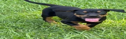 Catahoula Leopard Dog dogs for sale: Black Girl - Ad 1