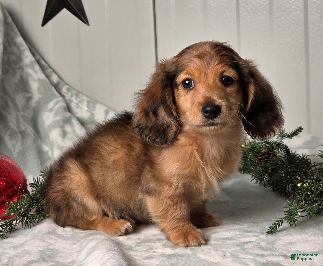 Miniature Dachshund dogs for sale: Shane - Ad 7