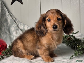 Miniature Dachshund dogs Shane - Ad 12