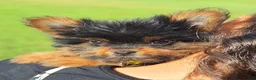 Mixed Breed dogs for sale: Beauty - Ad 4