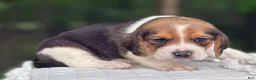 Beagle dogs for sale: Annie - Ad 6