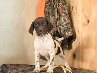 German Shorthaired Pointer dogs Holly - Ad 2