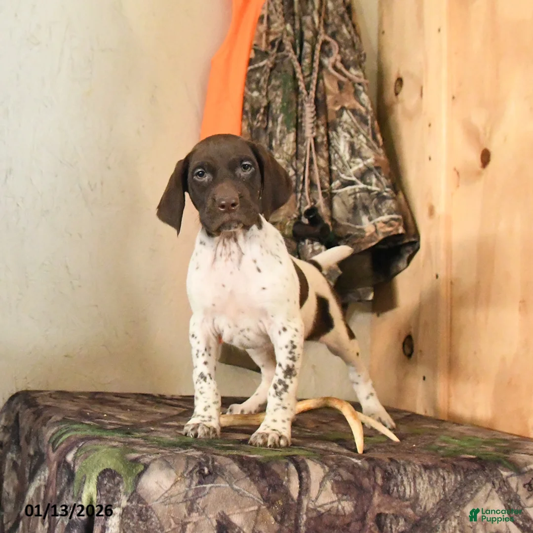 German Shorthaired Pointer dogs for sale: Holly - Ad 1