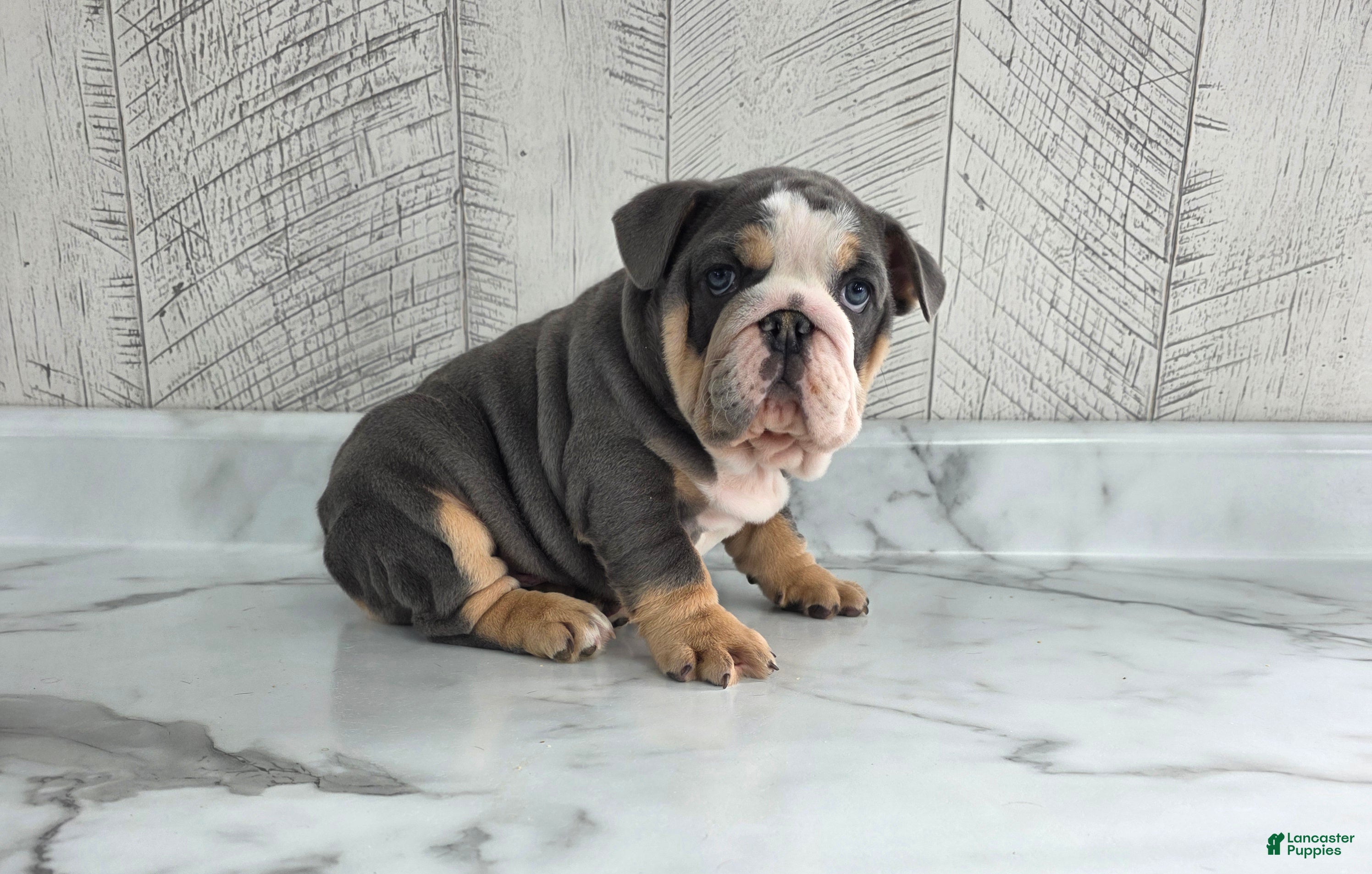 Olde English Bulldogge dogs Jax - Ad 22