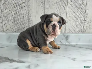 Olde English Bulldogge dogs Jax - Ad 20