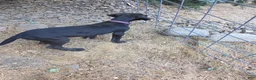 Great Dane dogs for sale: Great Dane 2 Purple collar - Ad 4