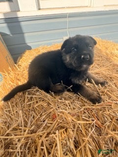 German Shepherd dogs Black Collar  - Ad 1