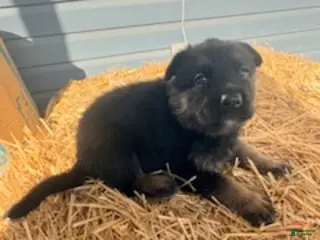 German Shepherd dogs for sale: Black Collar - Ad 3