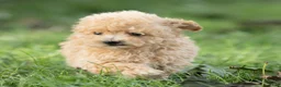 Maltipoo dogs for sale: Winston Maltipoo  - Ad 5