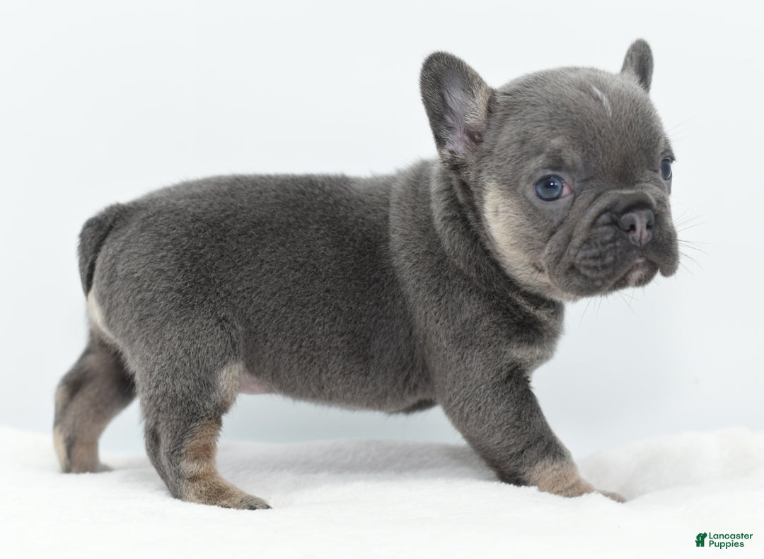 Mixed Breed dogs for sale: Queen lilac tricolor  - Ad 9