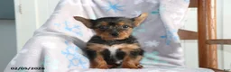 Yorkshire Terrier dogs for sale: Nick  - Ad 5