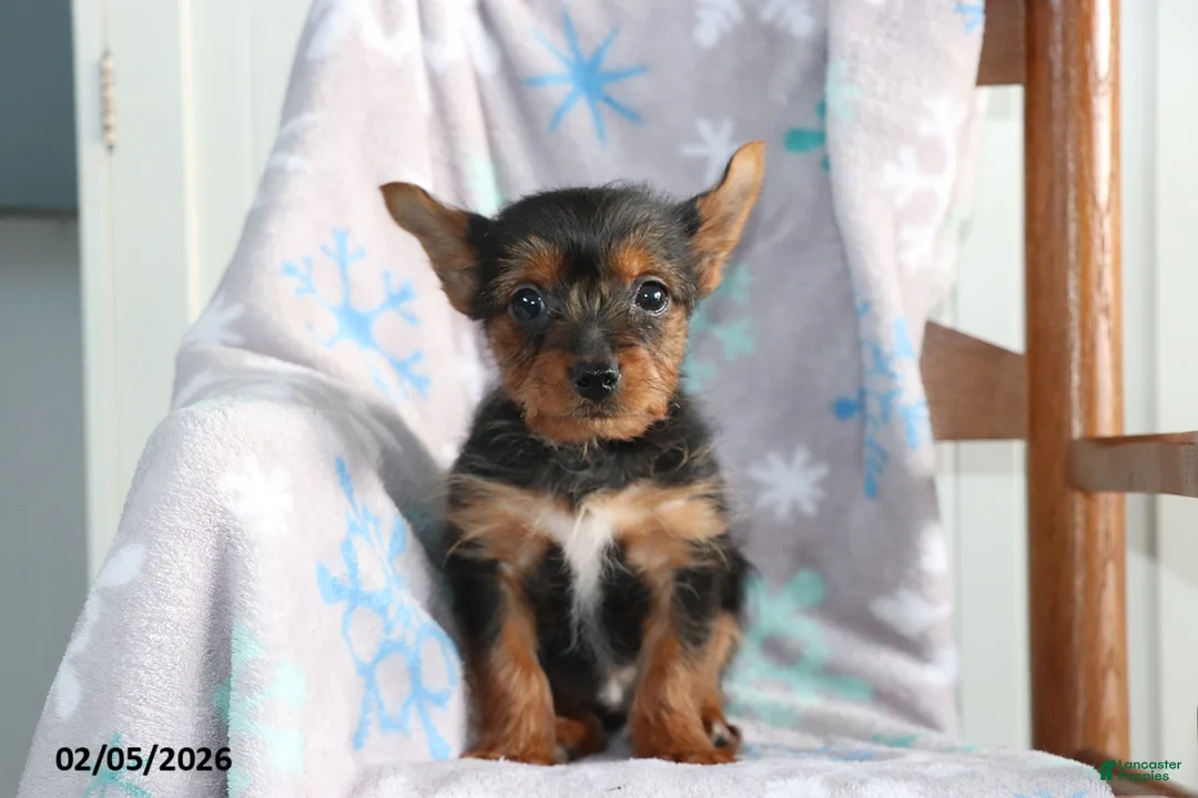 Yorkshire Terrier dogs for sale: Nick  - Ad 5