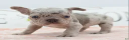 Mixed Breed dogs for sale: Bria merle - Ad 4