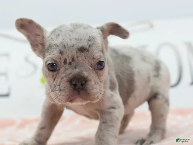 Mixed Breed dogs Bria merle - Ad 1