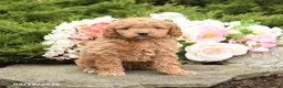 Mini Goldendoodle dogs for sale: Smores - Ad 2