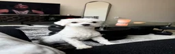 Maltese dogs for sale: Maltese Puppy 1 - Ad 1