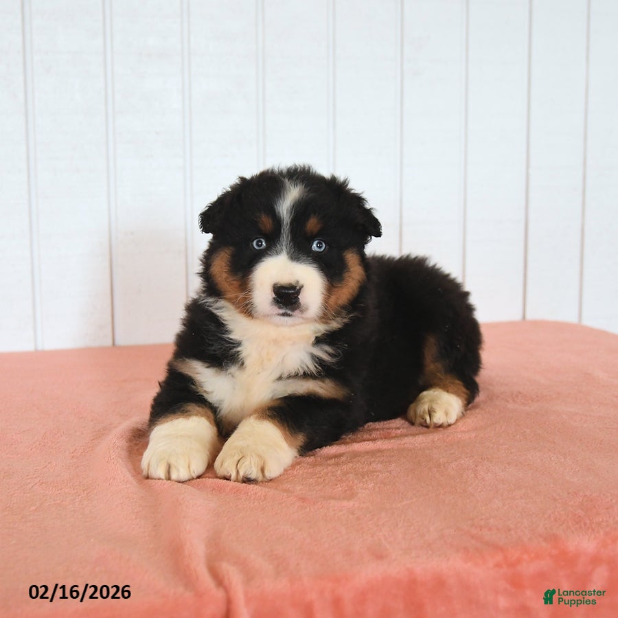 Australian Shepherd dogs Niko - Ad 2
