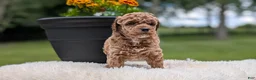 Miniature Poodle dogs for sale: Remi - Ad 4