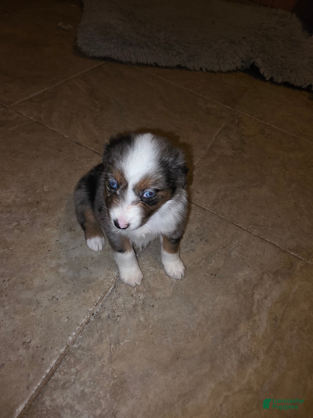 Miniature Australian Shepherd dogs for sale: Miniature Australian Shepherd Puppy 6 - Ad 1