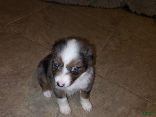 Miniature Australian Shepherd dogs Miniature Australian Shepherd Puppy 6 - Ad 5