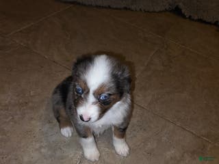 Miniature Australian Shepherd dogs Miniature Australian Shepherd Puppy 6 - Ad 3