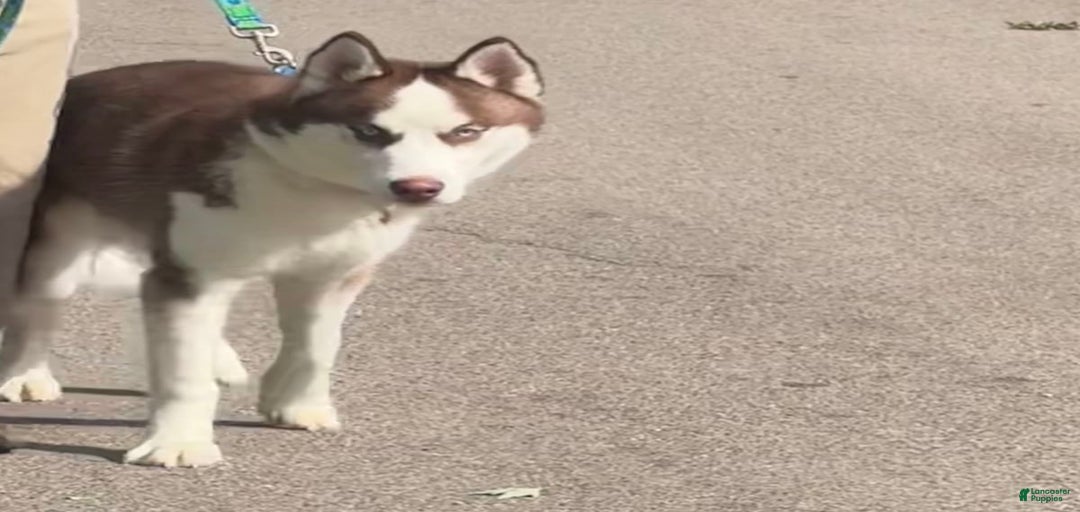 Gallery Image {{count}}