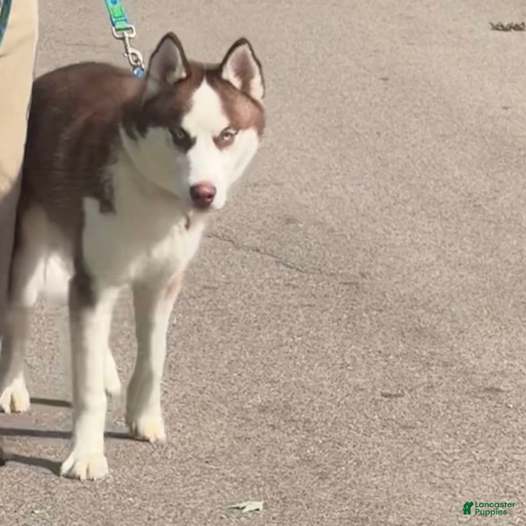 Gallery Image {{count}}