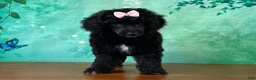 Miniature Poodle dogs for sale: Mulan - Ad 3