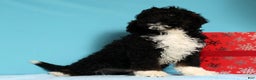 Mini Bernedoodle dogs for sale: Alvin - Ad 5