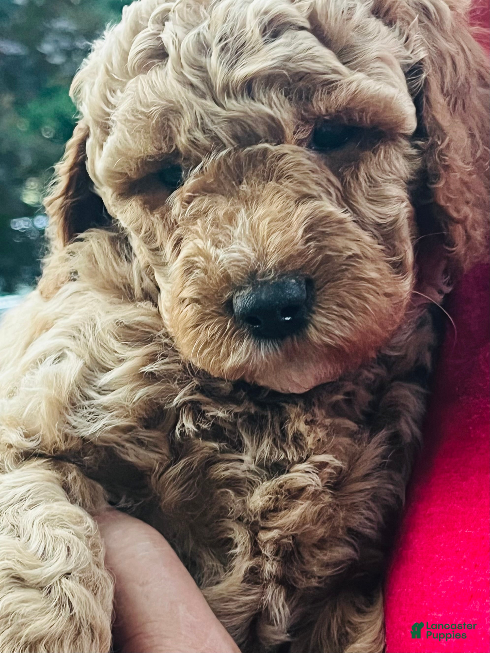 Mini Goldendoodle dogs Nova - Ad 1