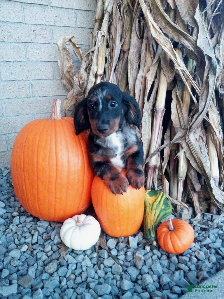 Miniature Dachshund dogs Jasper - Ad 1