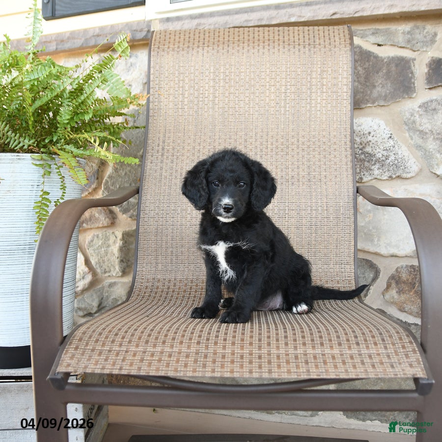 Mixed Breed dogs for sale: Penelope - Ad 1