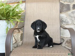 Mixed Breed dogs for sale: Penelope - Ad 1