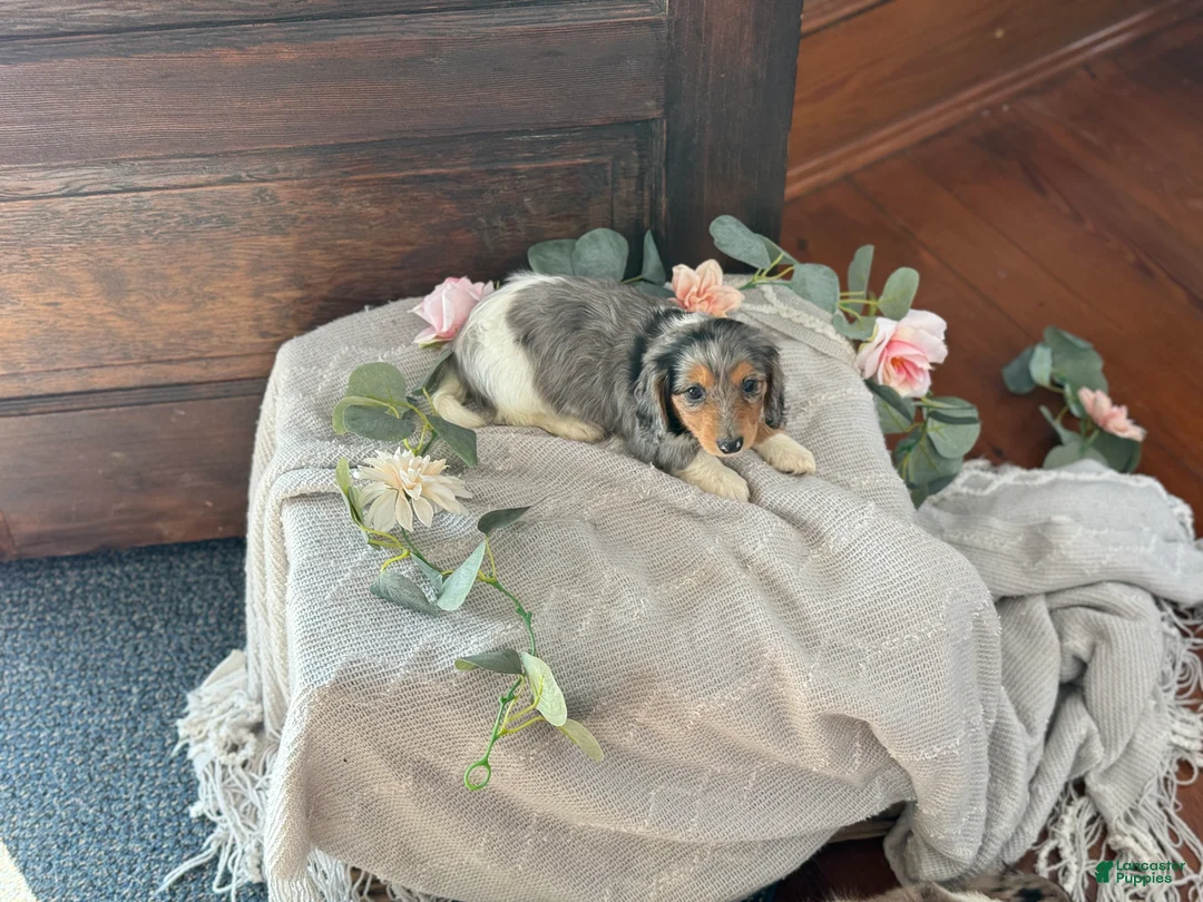 Miniature Dachshund dogs for sale: Murphy - Ad 7
