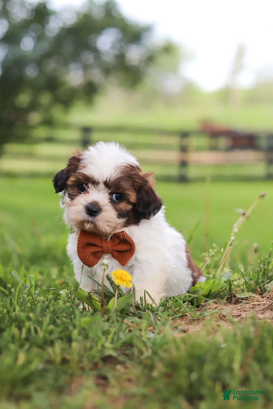 Shih Tzu dogs for sale: Oliver - Ad 1