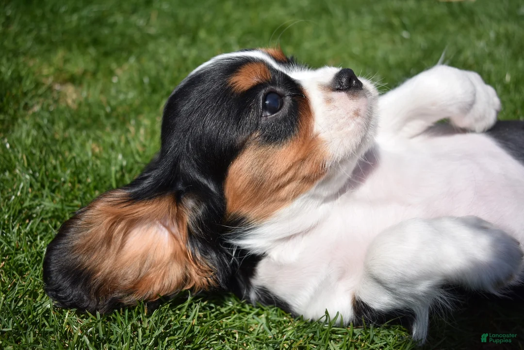 Cavalier King Charles Spaniel dogs for sale: Peanut  - Ad 1