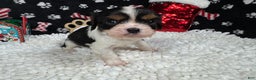 Cavalier King Charles Spaniel dogs for sale: Cavalier King Charles Spaniel Puppy 1 - Ad 2
