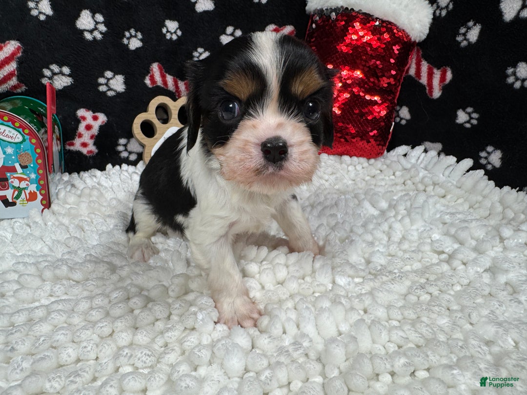 Cavalier King Charles Spaniel dogs for sale: Cavalier King Charles Spaniel Puppy 1 - Ad 2