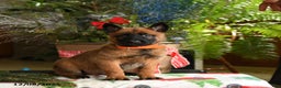 Belgian Malinois dogs for sale: Tangerine - Ad 1