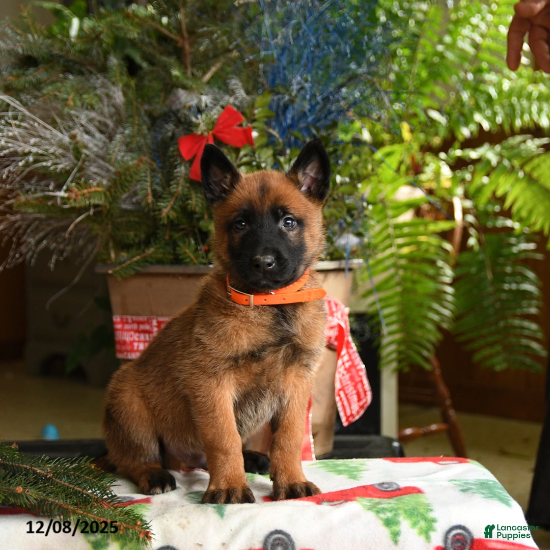 Belgian Malinois dogs for sale: Tangerine - Ad 1